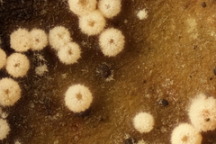 Lasionectria lecanodes