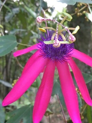 Passiflora kermesina