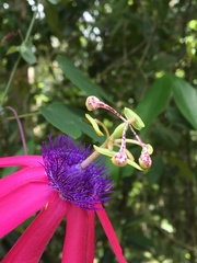 Passiflora kermesina