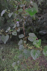 Ampelopsis glandulosa hancei