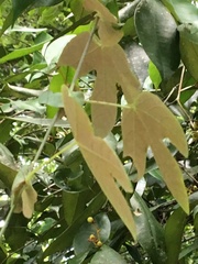 Passiflora kermesina