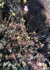 Crassula atropurpurea