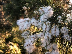 Melaleuca irbyana