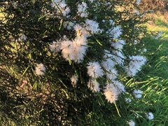 Melaleuca irbyana