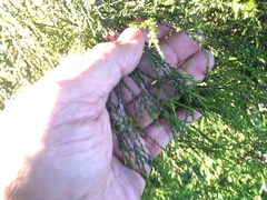 Melaleuca irbyana