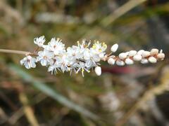 Bulbinella cauda-felis