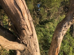 Melaleuca irbyana