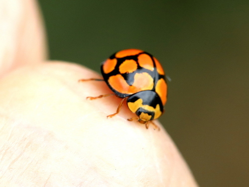 Lunate Lady Beetle