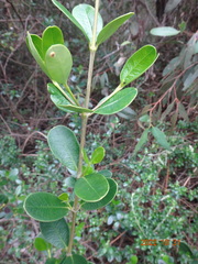 Alyxia buxifolia