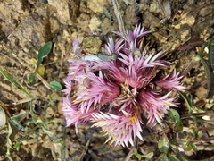 Lepidagathis trinervis