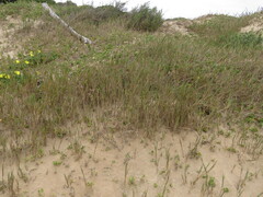 Ehrharta villosa