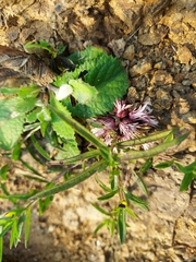 Lepidagathis trinervis