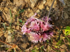 Lepidagathis trinervis