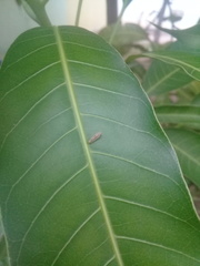 Cicadellidae