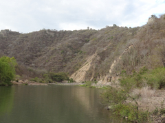 Stenocereus eichlamii