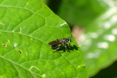 Laphriini