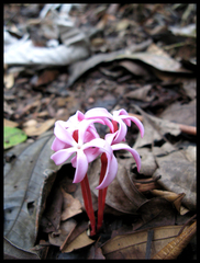 Voyria rosea