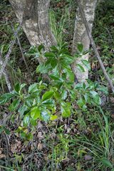 Cinnamomum camphora