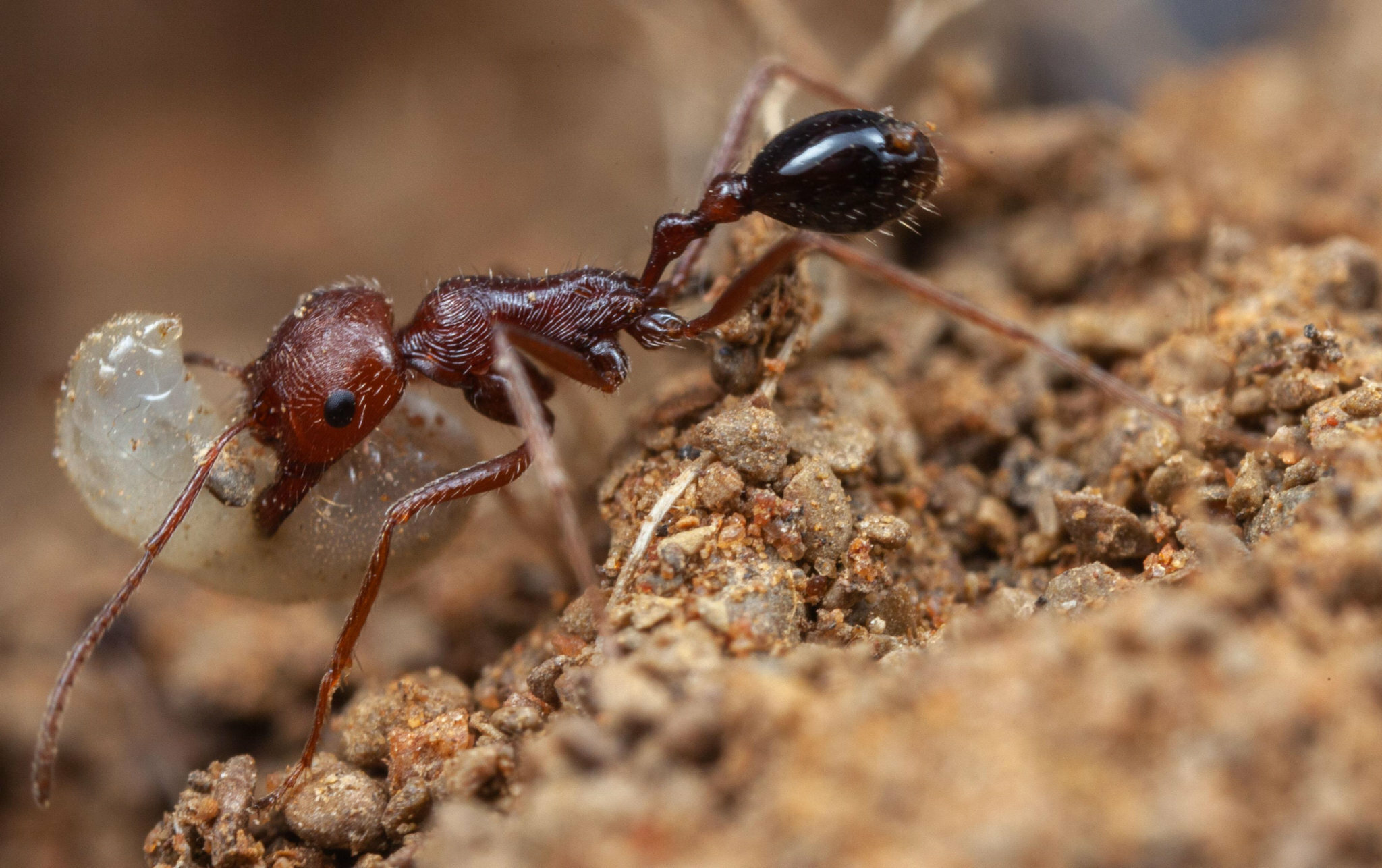 Ocymyrmex engytachys