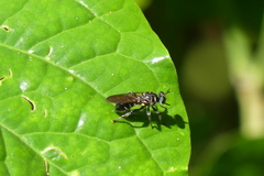 Laphriini
