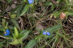 Commelina eckloniana