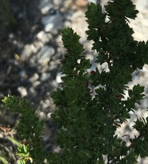 Cliffortia polygonifolia