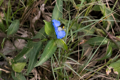 Commelina eckloniana