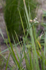Erigeron primulifolius
