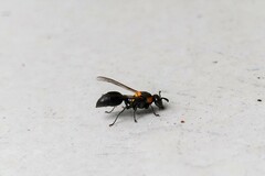 Ropalidia bicolorata