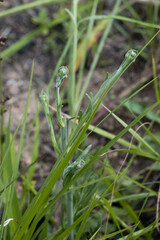 Erigeron primulifolius