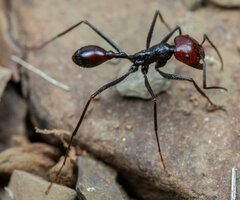 Ocymyrmex velox