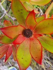 Leucadendron gandogeri