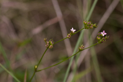 Cordylostigma virgatum