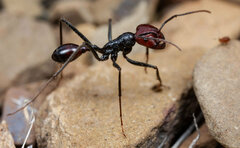 Ocymyrmex velox