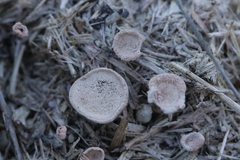 Poronia punctata