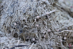 Poronia punctata