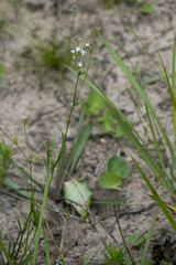Cordylostigma virgatum