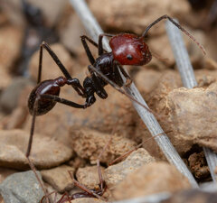 Ocymyrmex velox