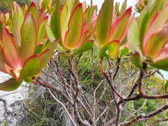 Leucadendron gandogeri