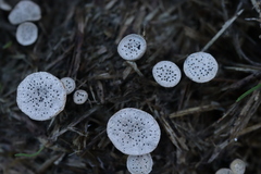 Poronia punctata
