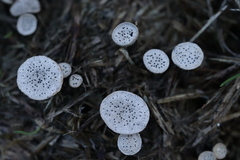 Poronia punctata