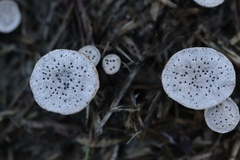 Poronia punctata