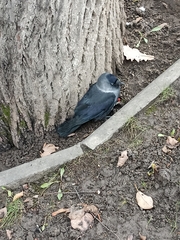 Corvus monedula