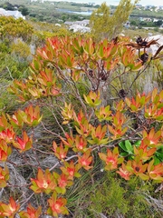 Leucadendron gandogeri