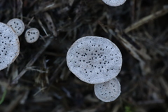 Poronia punctata