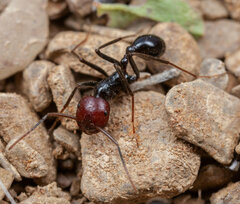 Ocymyrmex velox