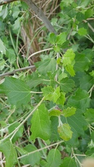 Populus alba