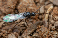Ocymyrmex velox