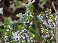 Muraltia satureioides