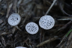 Poronia punctata